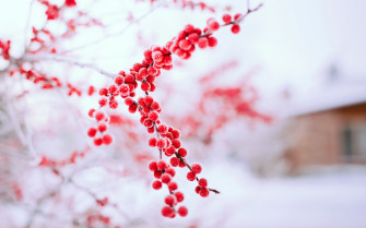 Berries Red Branch Tree Winter Nature Wallpaper