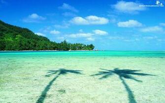 Wallpaper Sea Beach Two Palms