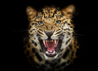 Black Leopard Background Wallpaper