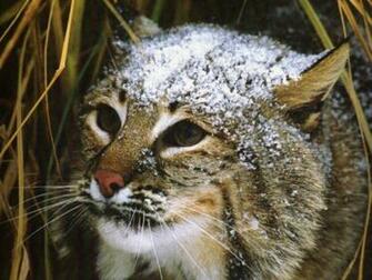 Wallpaper Bobcat
