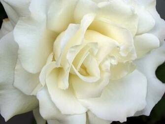 White Flowers