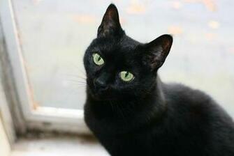 Motives For Murder In Edgar Allan Poe S The Black Cat