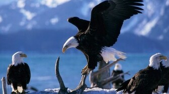 Best Top Desktop Eagle Wallpaper HD Pictures Image