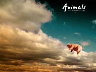 Spot Animals Algunas Fotografias Html