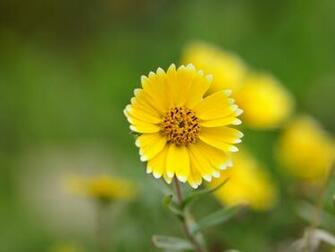 Yellow Flowers Wallpaper HD Pictures One