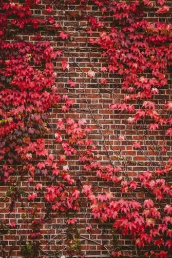 Bricks Background Image Stock Photos Vectors