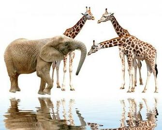 Giraffes And Elephant High Quality Resolution