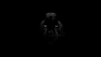 Dark Animals Wallpaper
