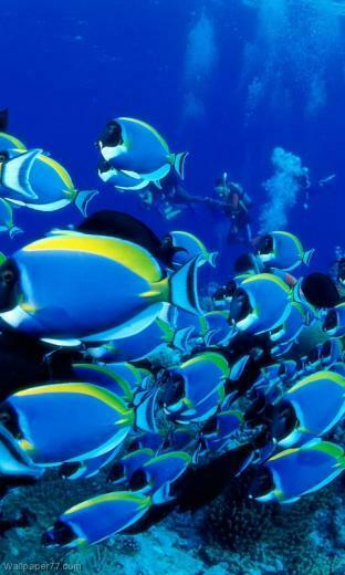 Blue Tangs Pixels Wallpaper Tagged Fish Ocean