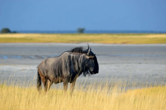 Wildebeestin Savannah Grasslands Wallpaper