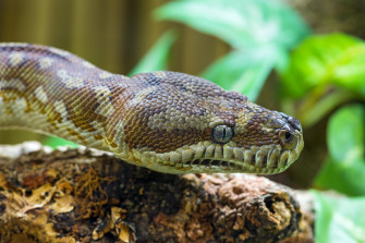 Snake 4k Ultra HD Wallpaper