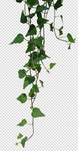 Rndom Green Vines Transparent Background Png Clipart Hiclipart