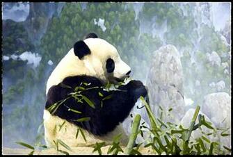 Animation Pictures Wallpaper Panda Animations