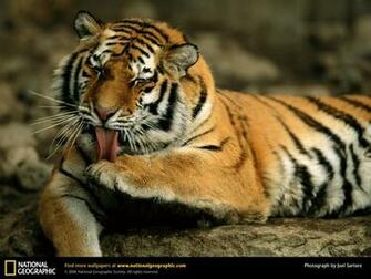 Mobile Wallpaper Feedio Net Tiger Desktop