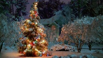 Outdoor Christmas Tree Desktop Pc And Mac Wallpaper