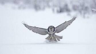 Winter Owl