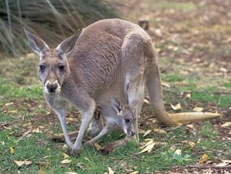 Animal Wallpaper Kangaroo