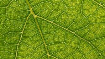 Leaf Wallpaper HD Amazing Wallpaperz