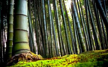 Bamboo HD Wallpaper