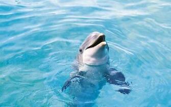 Animals Image Ocean Wallpaper Photos
