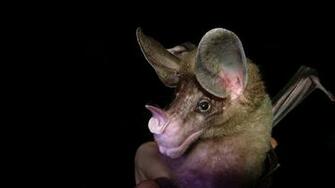 Bat Wallpaper HD In Animals Imageci