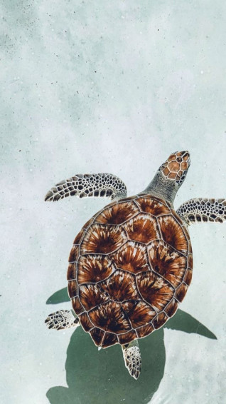 Wallpaper Turtle Animal Cute Animals
