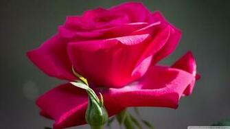 Red Rose Flower HD Wallpaper