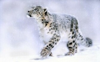 Snow Desktop Background Wallpaper High Definition Quality