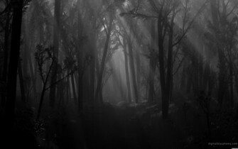 Wallpaper Sandbox Monochrome Background Spooky Paper Forest Black