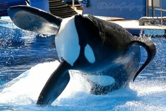 Shamu Wallpaper