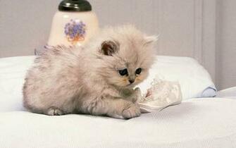 Cat Desktop Wallpaper High Definition