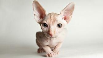 Image Sphynx Cat Cats Snout Animal Glance
