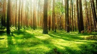 Forest Live Wallpaper Android Apps On Google Play