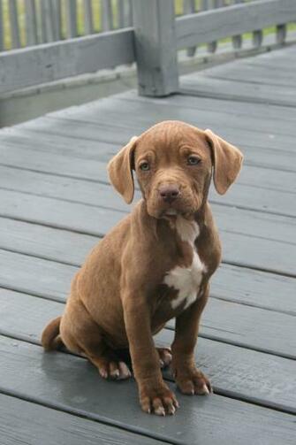 File Apbt Pup On Deck Jpg
