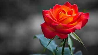 Orange Rose