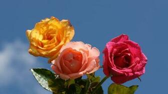 Rose Wallpaper Beautiful Roses