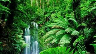 Green Landscapes Trees Jungle Forest Rainforest Wallpaper Background