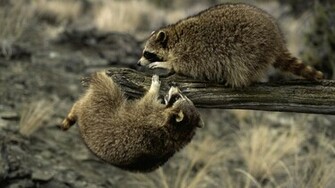 Raccoon Wallpaper Funny Animals