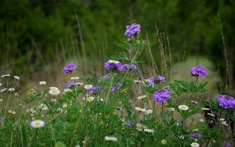 Pin Wildflower Laptop From HD Notebook 54k Pc To