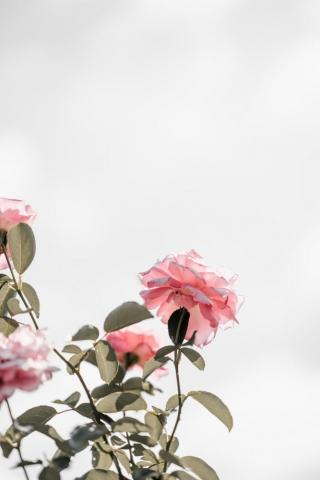 Pink Roses Pictures Image