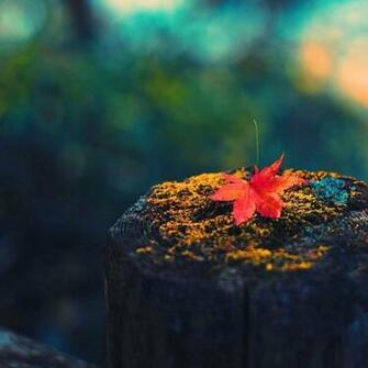 iPad Wallpaper Autumn