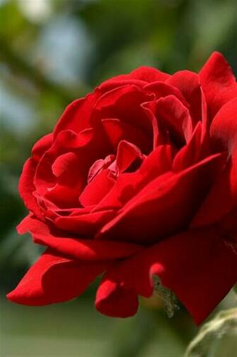 iPhone Red Rose Wallpaper Photo Full High Resolution
