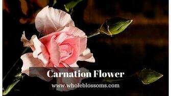 Carnation Flowers Are One Of The Most Beautiful Flower They Come