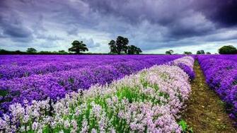 Spring Desktop Wallpaper Better Homes Gardens Happy Labor Day