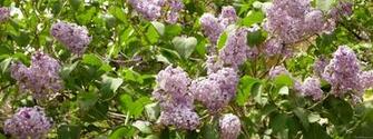 Lilac Bush