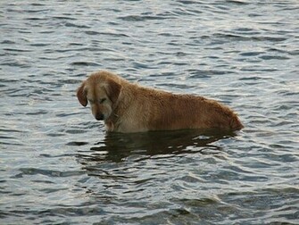 Hunting Dog Wallpaper