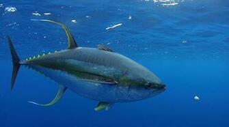 Ocean Pollutants In Tuna Weaken The Immune System