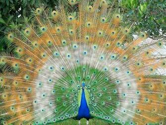 White Peacock Wallpaper Beautiful Desktop