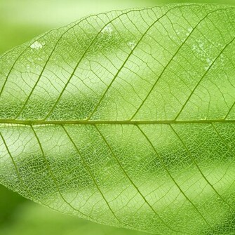 Translucent Leaf iPad Wallpaper iPhone