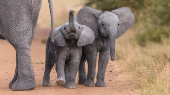 Lovely Elephant Child 4k Wallpaper HD